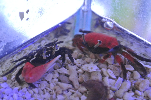 マングローブ湿地帯に生息☆きれいな紅色ベニシオマネキ