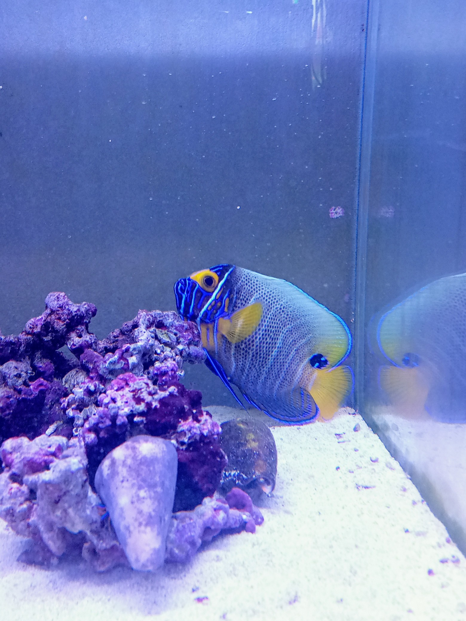 美個体☆小さめ半成魚サイズ！ブルーフェイス