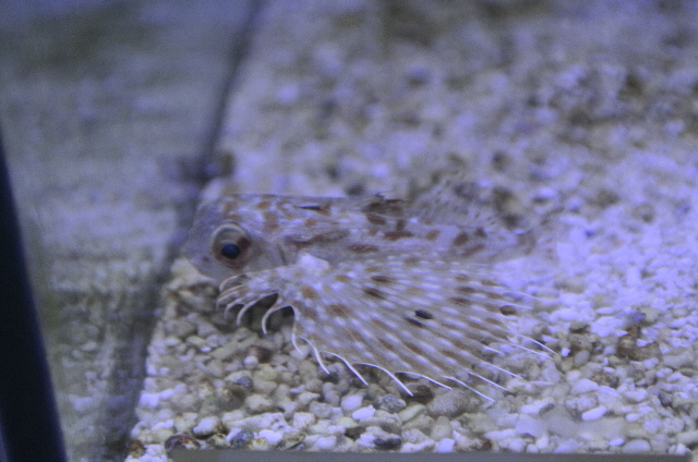 定期入れの 海水魚 貝 ヤドカリ クリーナーセット ｓサイズ コケ 底砂の掃除 １セット Riosmauricio Com