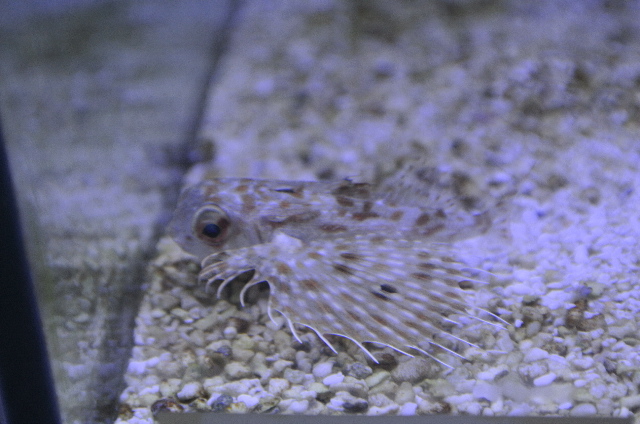定期入れの 海水魚 貝 ヤドカリ クリーナーセット ｓサイズ コケ 底砂の掃除 １セット Riosmauricio Com