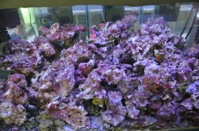 海水魚サンゴ販売専門店 マリンキープ 海水販売 海水宅配サービス 当店オリジナルウッドストーン プロテインスキマー販売 ハタゴイソギンチャク販売