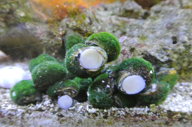 サザエの近種 ハネモ類駆除に活躍 サンゴ水槽に丁度良い小さめサイズのスガイ