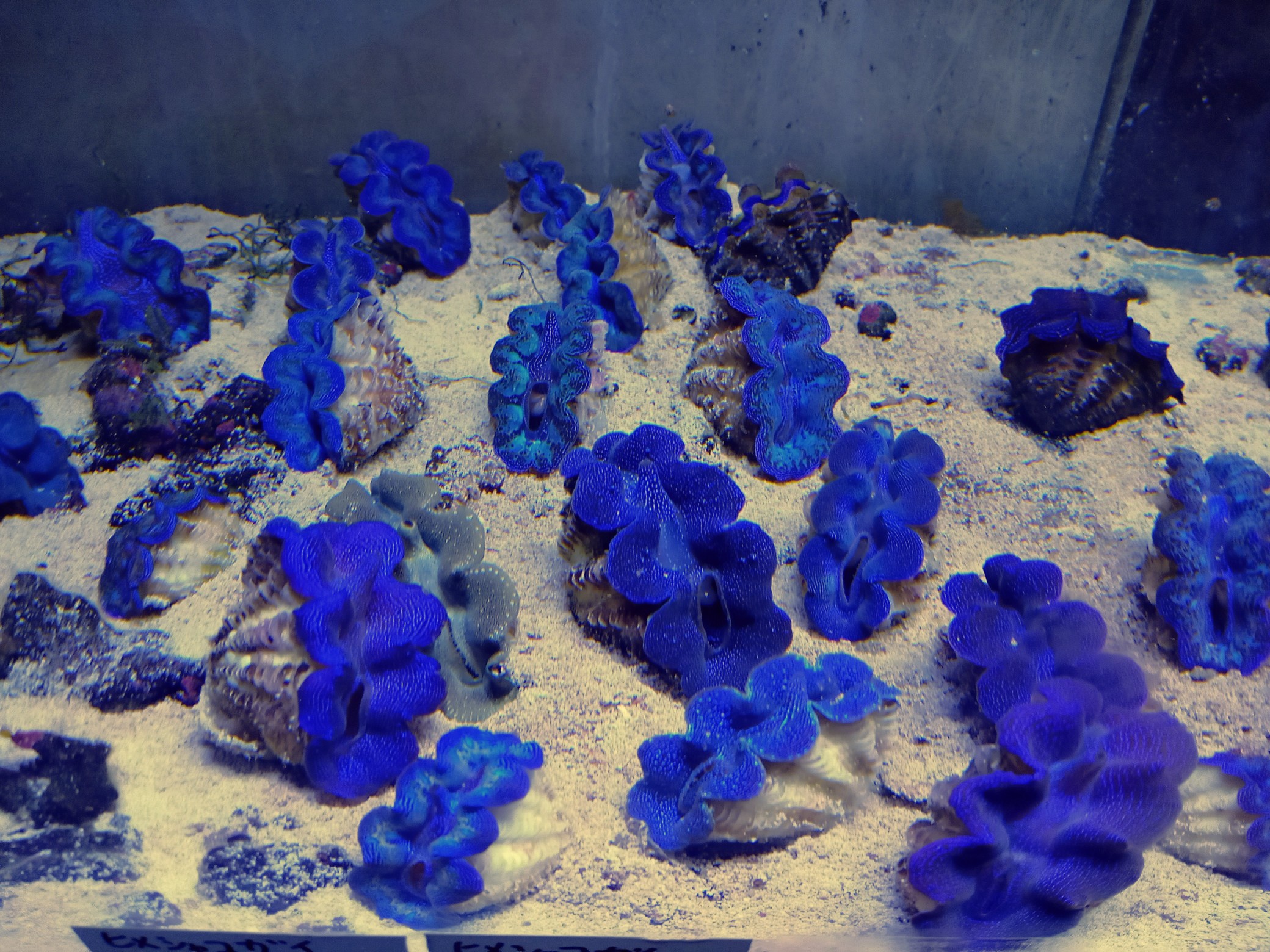 海水魚サンゴ販売専門店 マリンキープ 海水販売 海水宅配サービス 当店オリジナルウッドストーン プロテインスキマー販売 ハタゴイソギンチャク販売