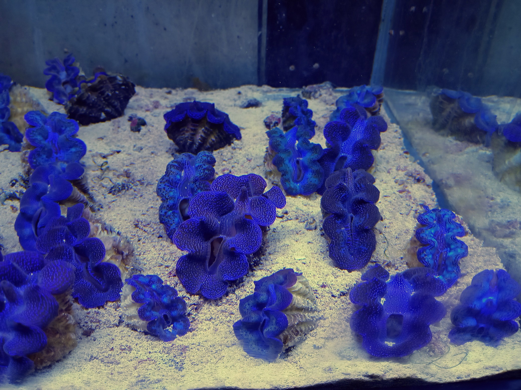 海水魚サンゴ販売専門店 マリンキープ 海水販売 海水宅配サービス 当店オリジナルウッドストーン プロテインスキマー販売 ハタゴイソギンチャク販売