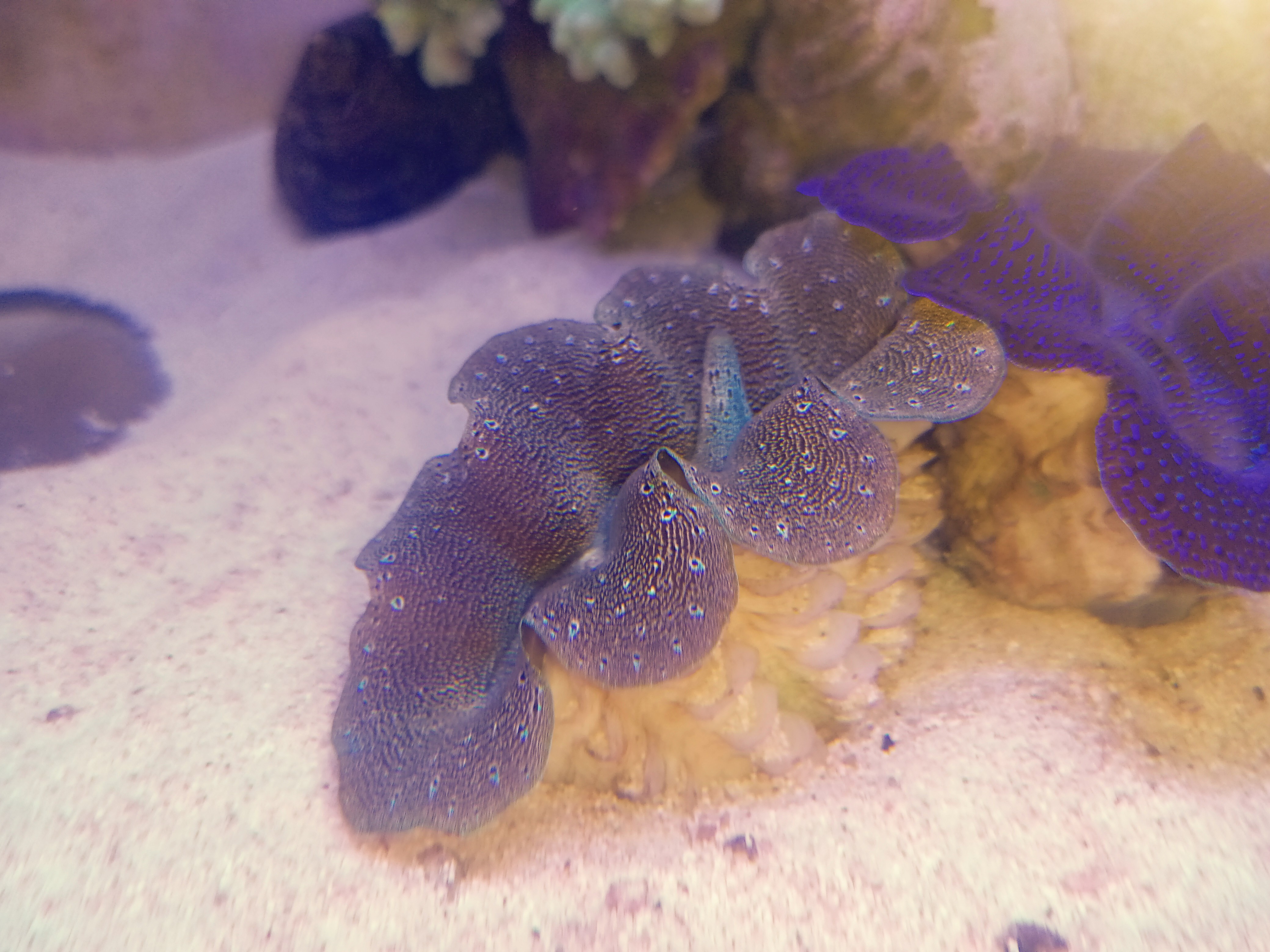 ヒレシャコガイ 特大 約33-34cm 縦約21cm 幅 約20cm シャコガイ シャコ