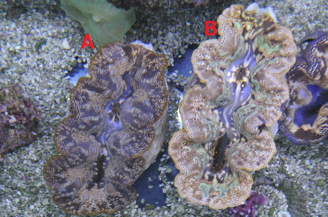 沖縄産 全長35センチ！7.8㎏！巨大シャコガイ umbandung.ac.id