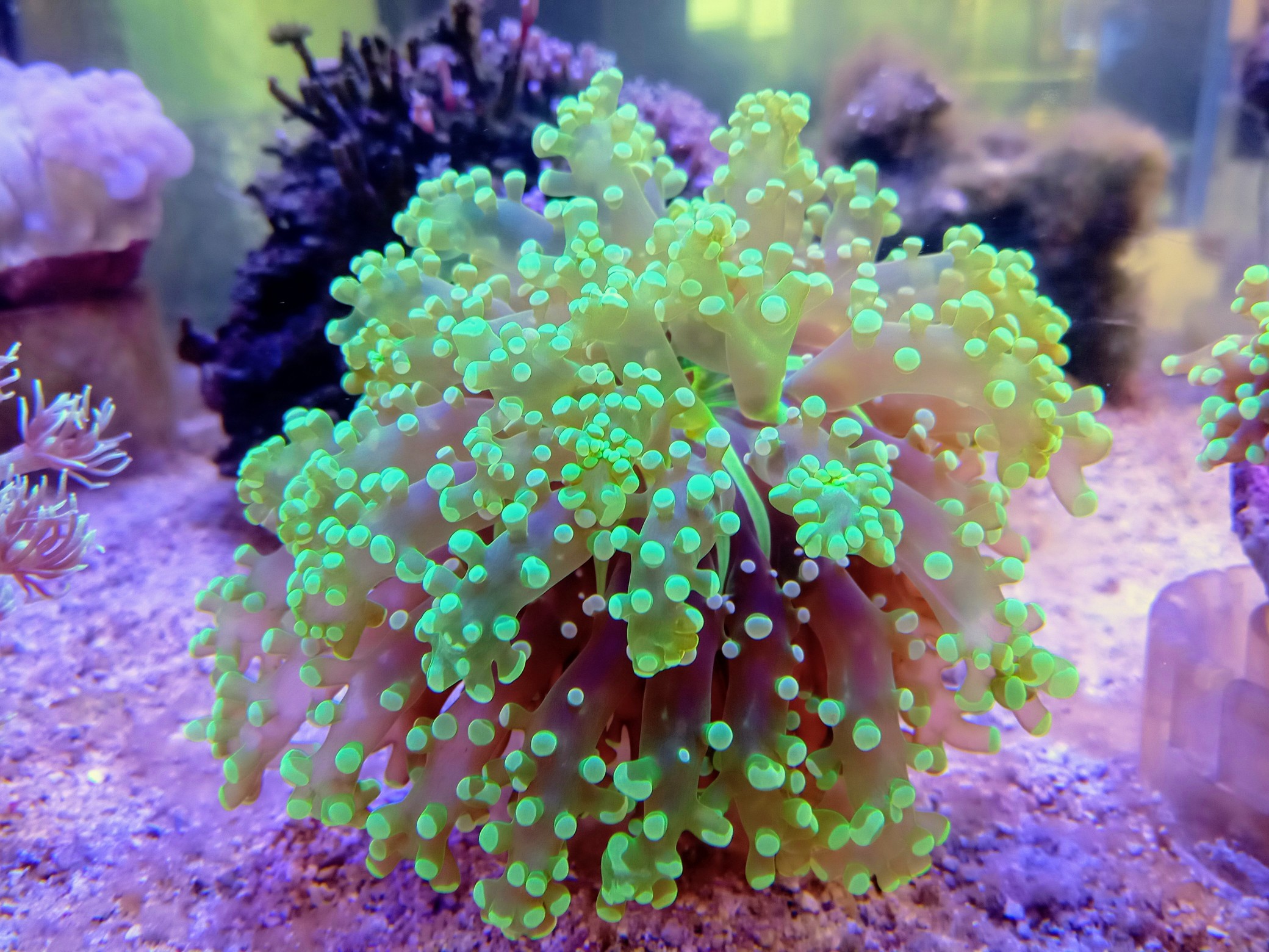 Yaオク！極美！石垣島産・ハタゴイソギンチャク・Purple＆Green・約１８㎝００２
