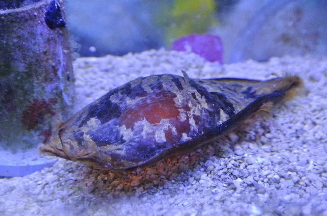 サメの卵 かわいいサメベビーから飼育