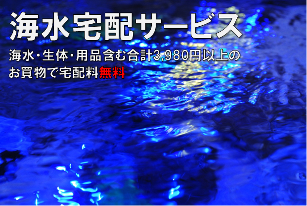 16632円 新作 海水魚 一点物 ボロカサゴ ＭＦ−４８３０ １匹 沖縄別途送料
