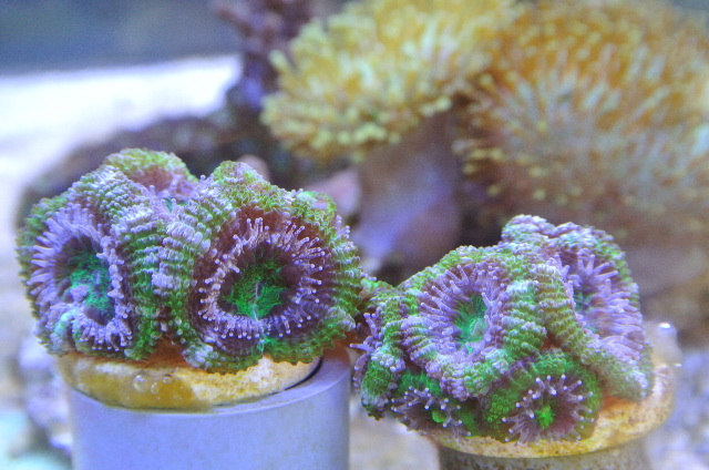 美レッドカクオオトゲキクメイシ☆オージーサンゴ