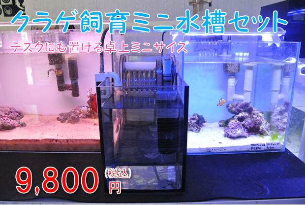 クラゲ飼育ミニ水槽セット（15ｃｍ水槽）