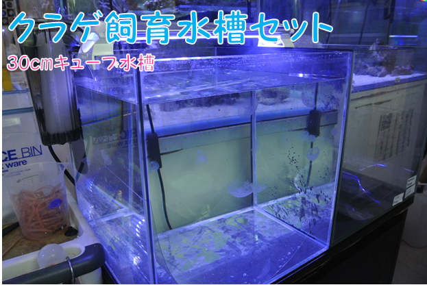 クラゲ飼育水槽セット（３０ｃｍキューブ水槽）