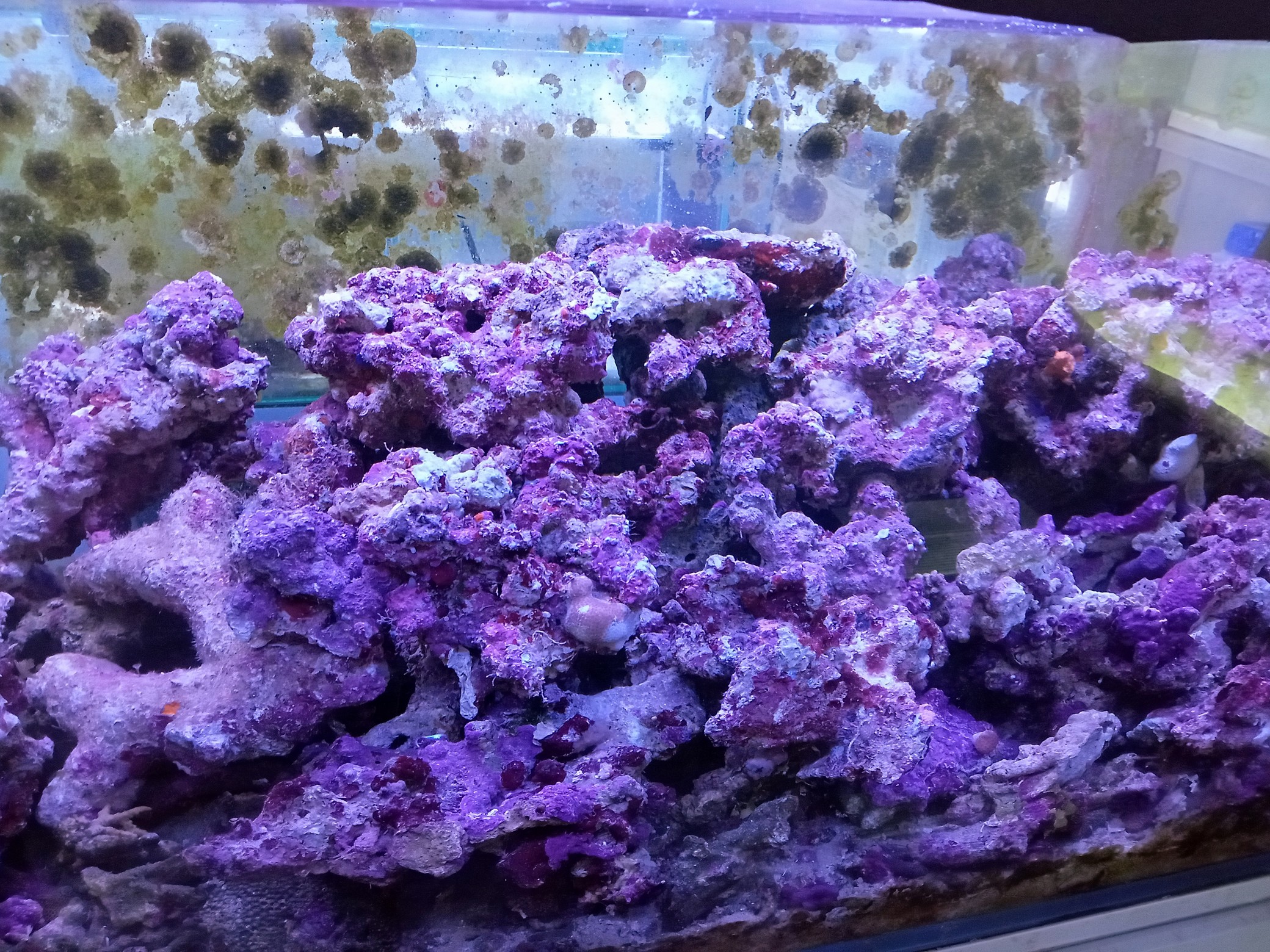 海水魚サンゴ販売専門店 マリンキープ 海水販売 海水宅配サービス 当店オリジナルウッドストーン プロテインスキマー販売 ハタゴイソギンチャク販売