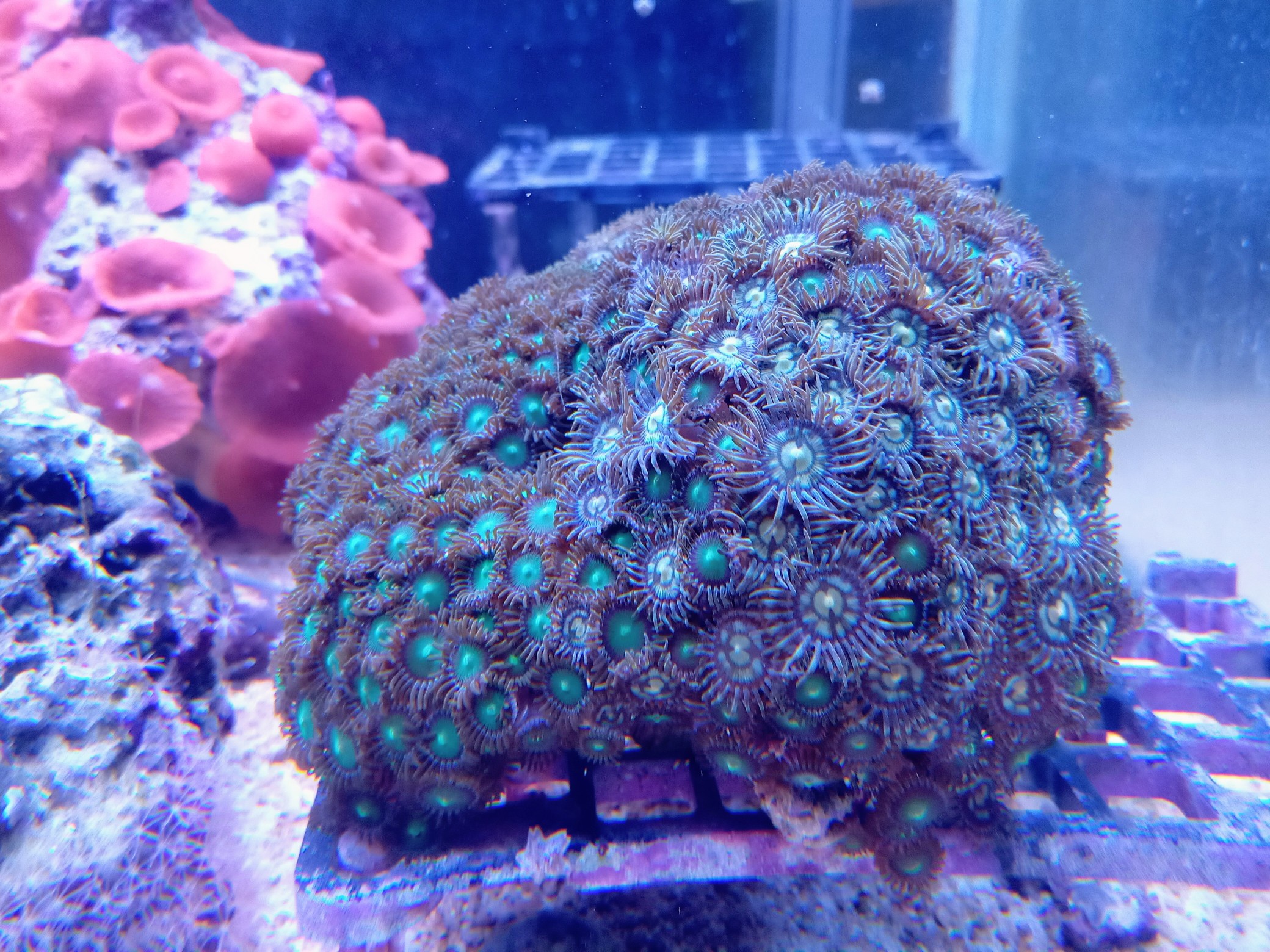 ベトナム産の美カラーマメスナギンチャク