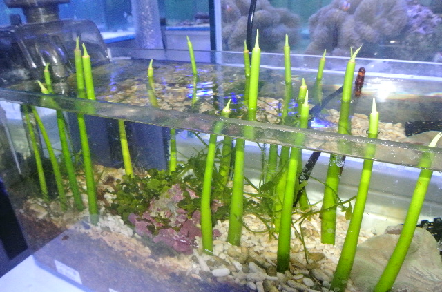 マングローブ苗 メヒルギ 沖縄産