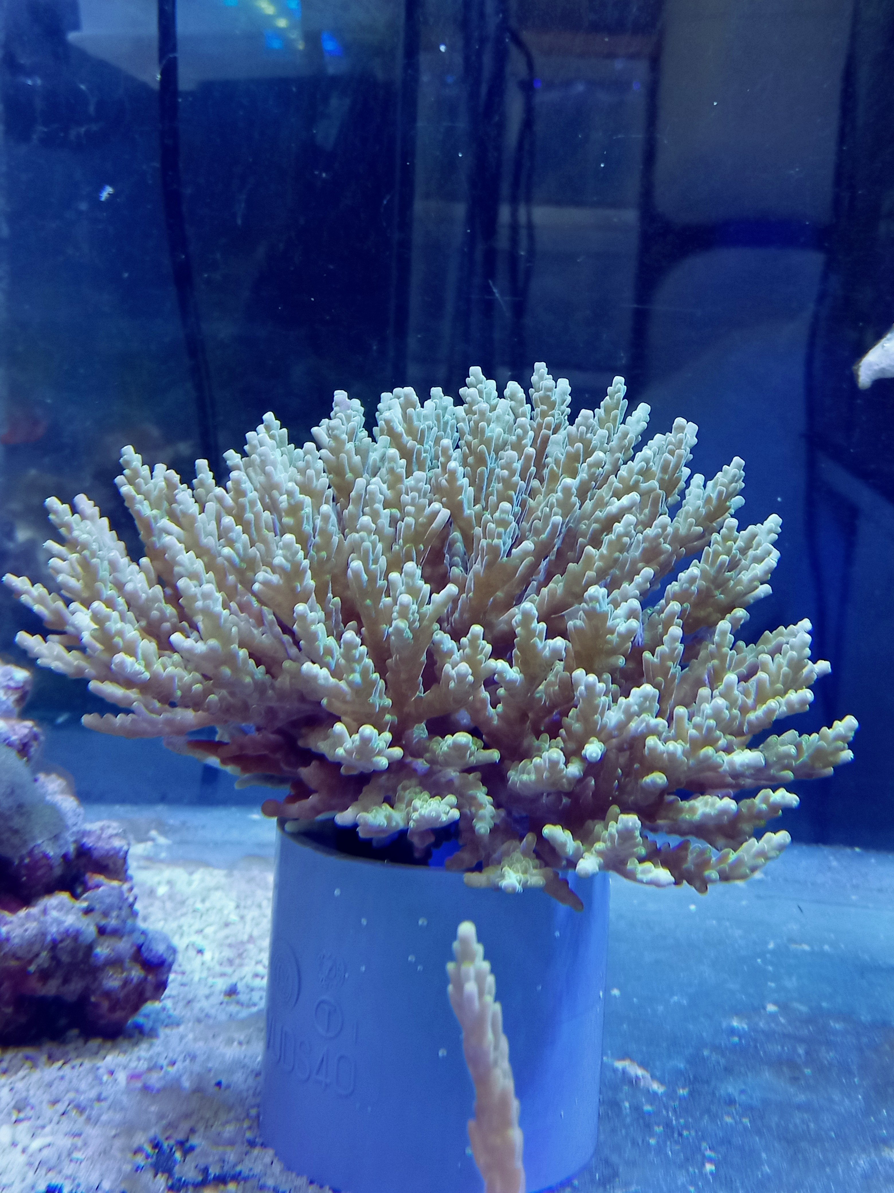海水魚サンゴ販売専門店 マリンキープ 海水販売 海水宅配サービス 当店オリジナルウッドストーン プロテインスキマー販売 ハタゴイソギンチャク販売
