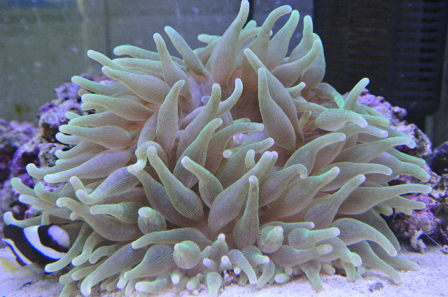 丈夫な近海産サンゴイソギンチャク