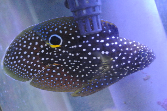 入荷稀☆小さめサイズのシモフリタナバタウオ