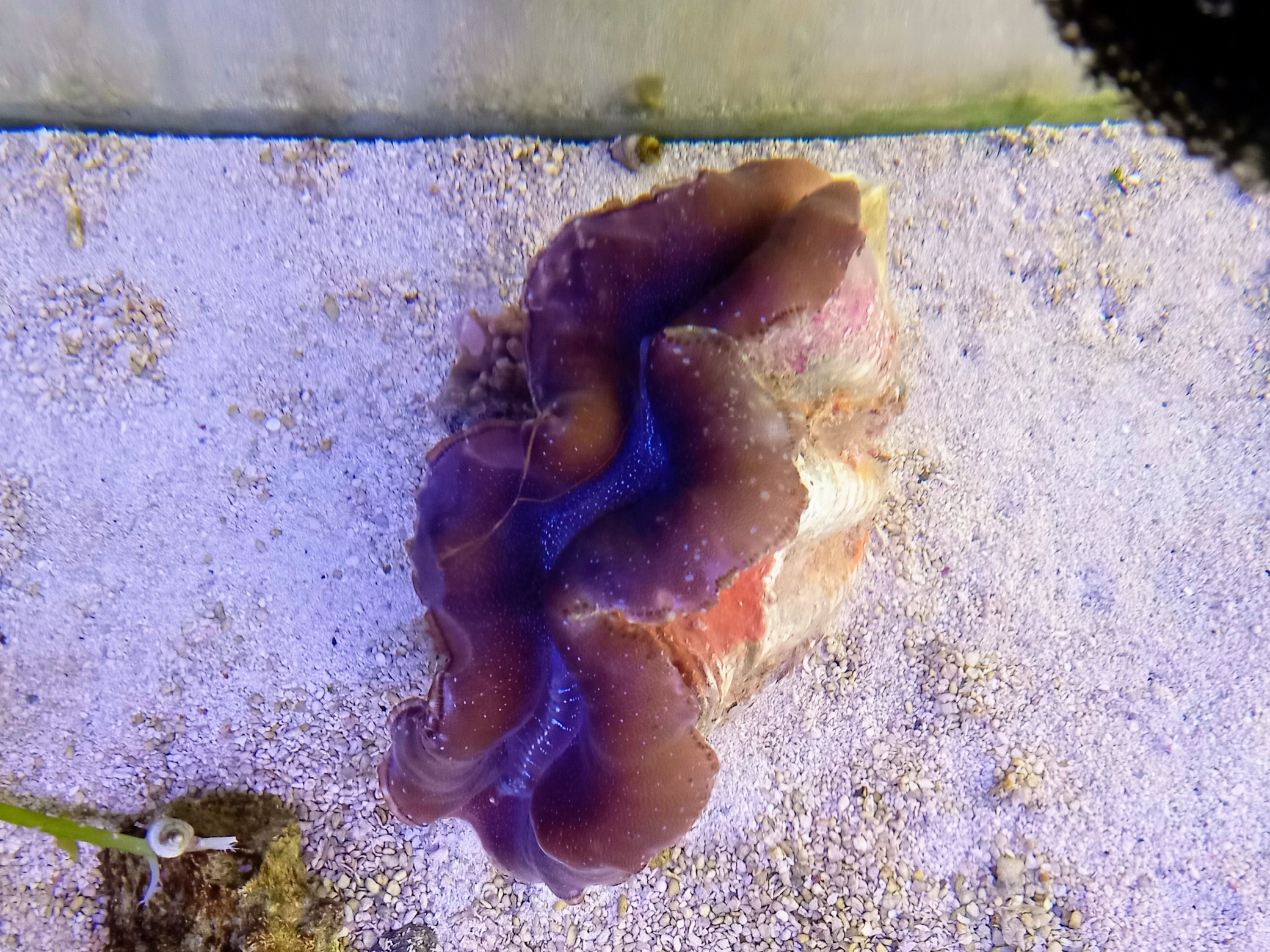 上物 希少 ソフト ウミアザミ ラメ