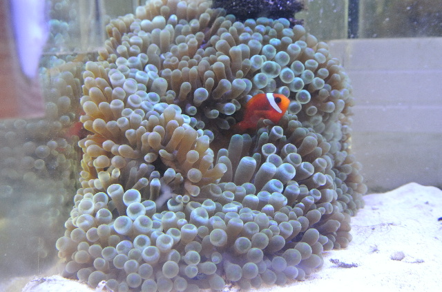 ボリュームある大きめサイズ 沖縄産ならではのふっくらタマイタダキイソギンチャク