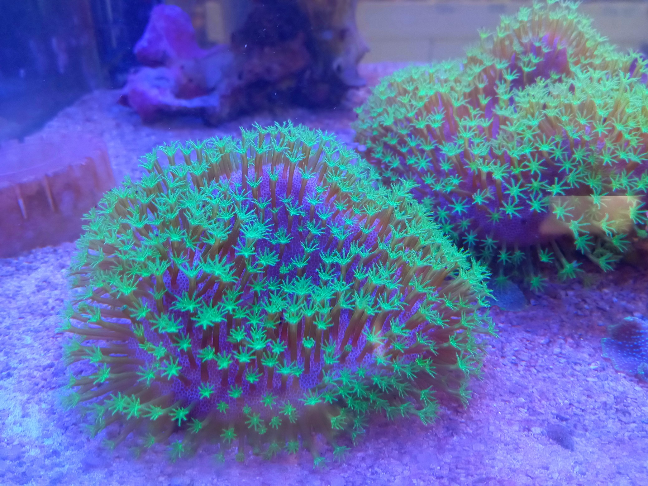 入荷稀☆極美蛍光グリーンウミキノコ