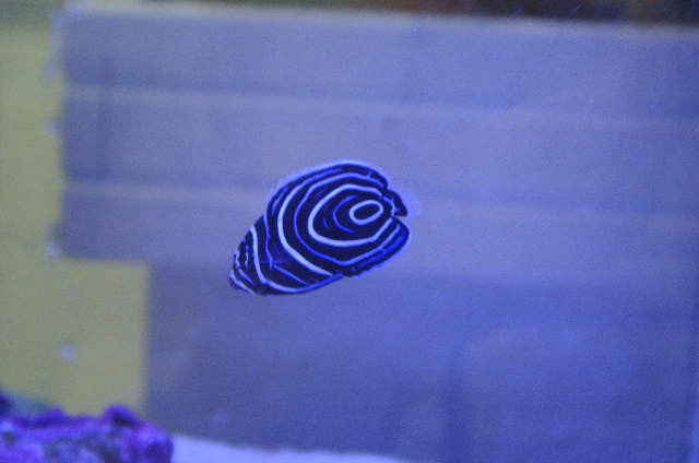 極小レアサイズ☆入荷稀なちびウズマキ